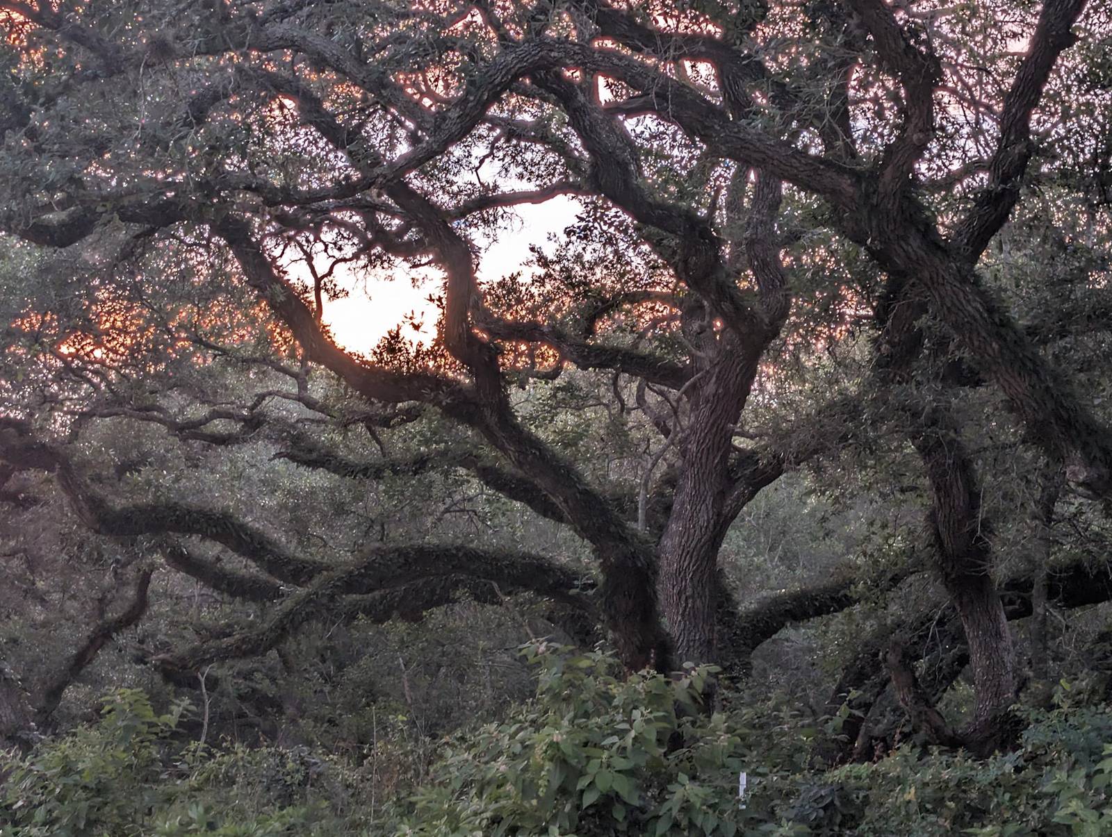 Live oak trees at sunset on the farm