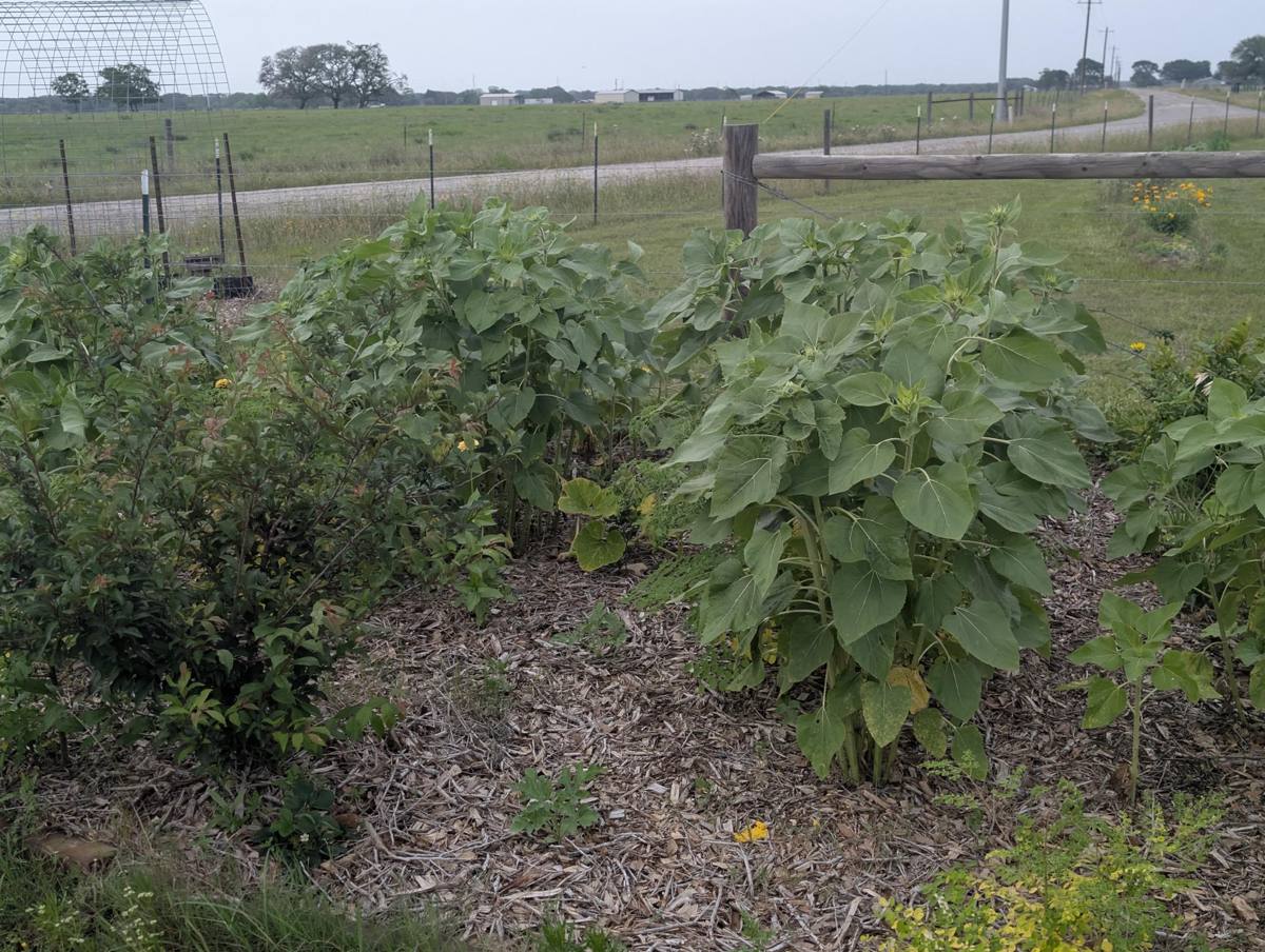 Gravel road and fence beside the farm, with sunflowers growing along the fence